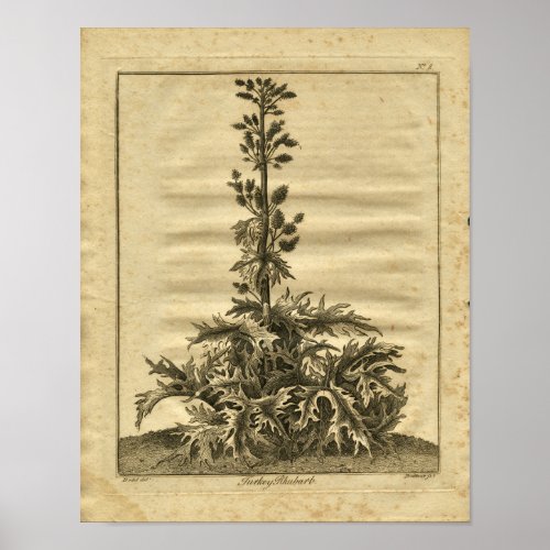 1817 Turkey Rhubarb Culpeper Herbal Print