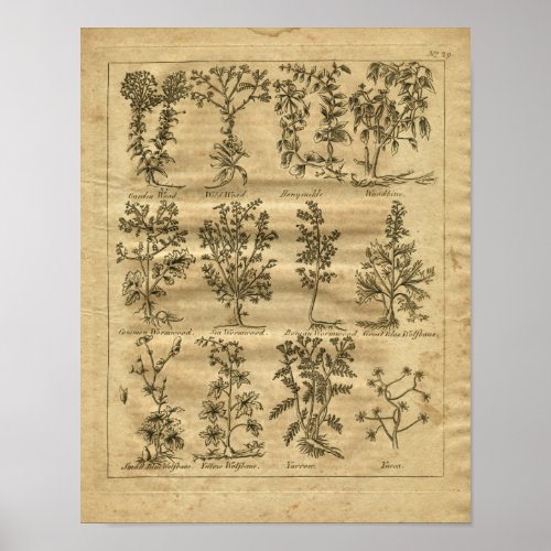 1817 Wormwood Yucca Culpeper Herbal Print