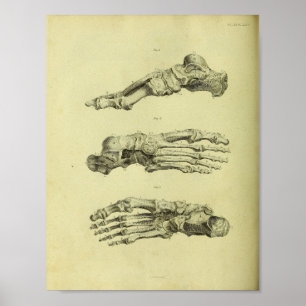 1824 Human Foot Bones Anatomy Print