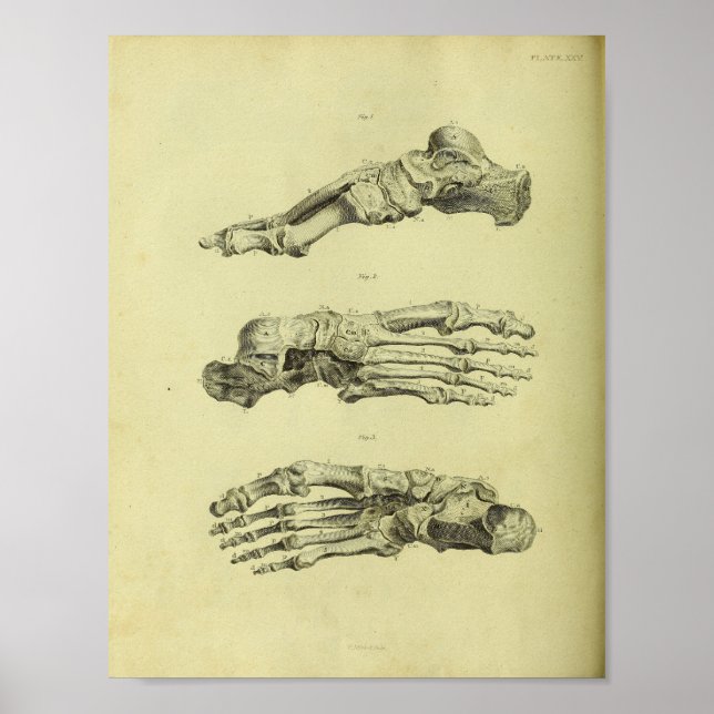 1824 Human Foot Bones Anatomy Print (Front)