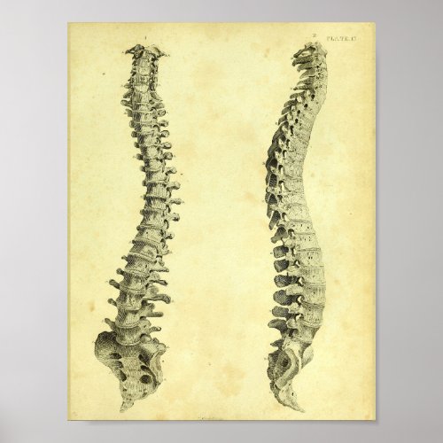 1824 Human Spinal Column Anatomy Print