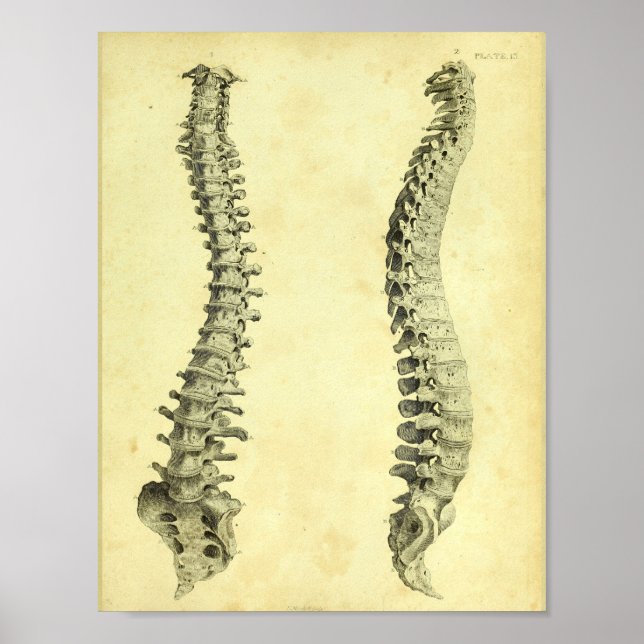 1824 Human Spinal Column Anatomy Print (Front)