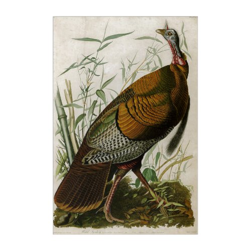 1825 Vintage Wild Turkey by John Audubon    Acrylic Print