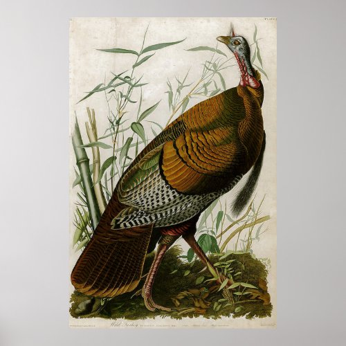 1825 Vintage Wild Turkey by John Audubon    Poster