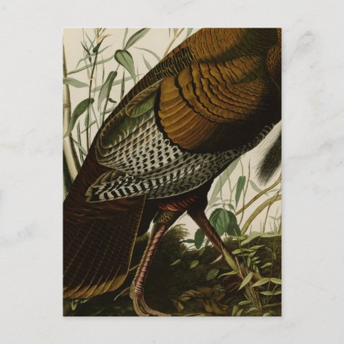 1825 Vintage Wild Turkey Postcard