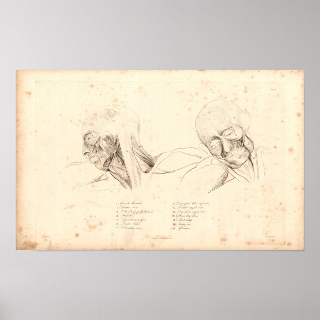 1833 Head & Neck Muscles Vintage Anatomy Print (Front)