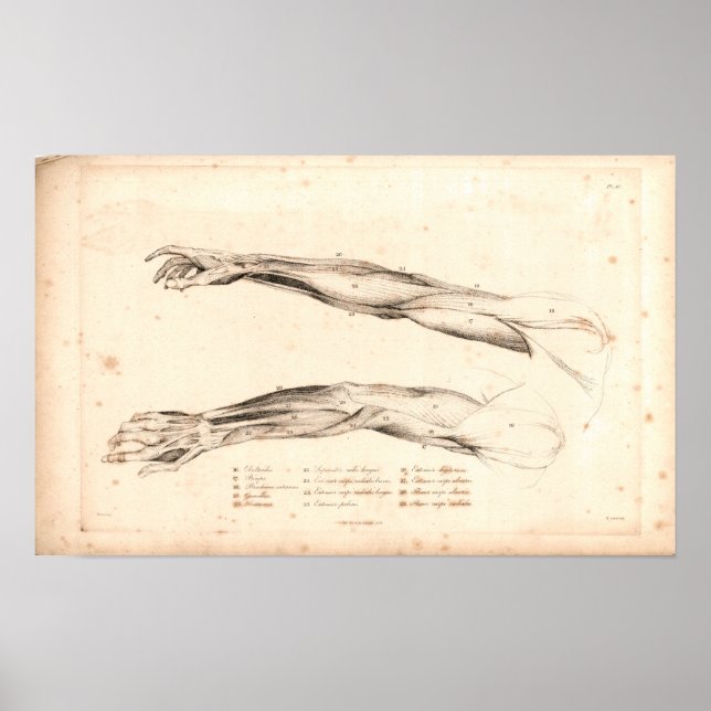 1833 Muscles of Arm Vintage Anatomy Print (Front)