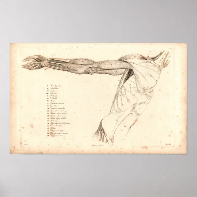 1833 Muscles of Arm Vintage Anatomy Print | Zazzle