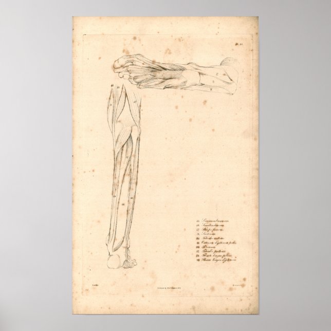1833 Muscles of Foot Vintage Anatomy Print (Front)