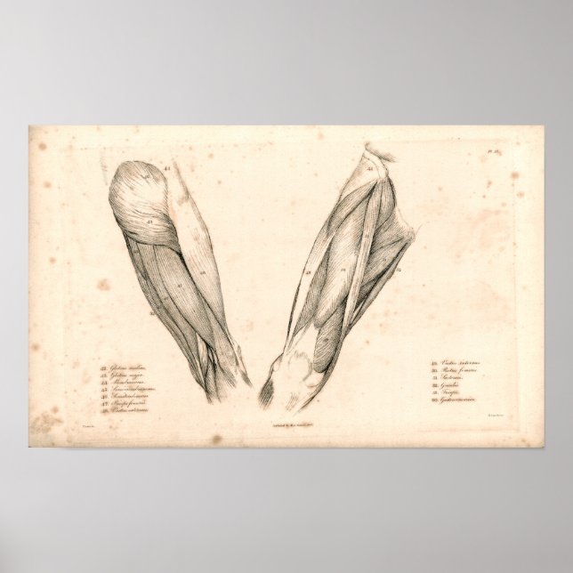 1833 Muscles of Leg Vintage Anatomy Print (Front)