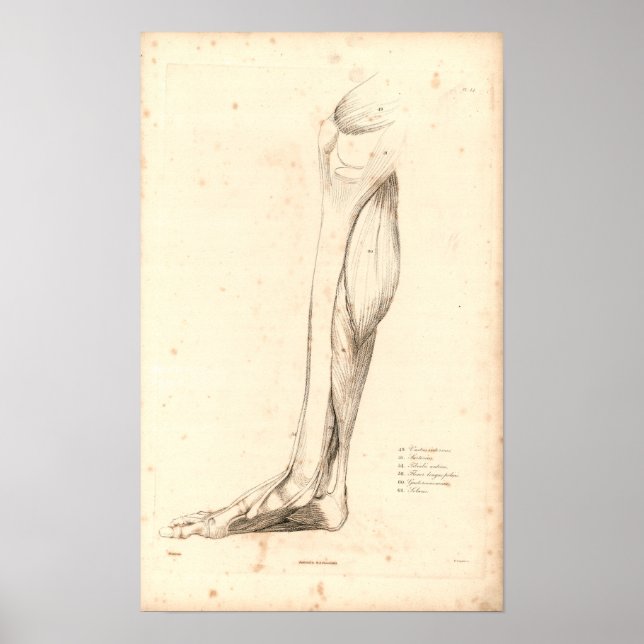 1833 Muscles of leg Vintage Anatomy Print (Front)