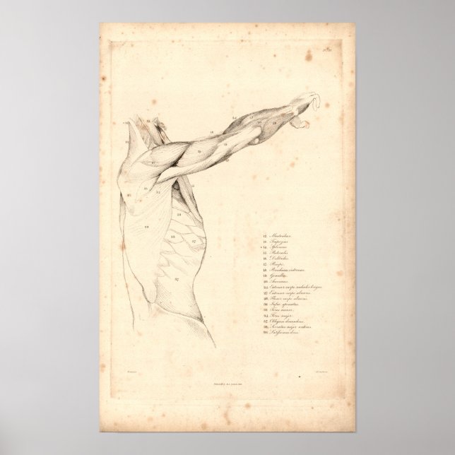 1833 Muscles of Shoulder Vintage Anatomy Print (Front)