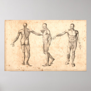 1833 Muscles Vintage Anatomy Print