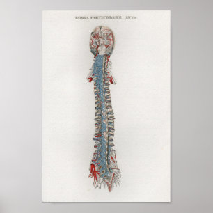1833 Vintage Brain Spine Anatomy Poster