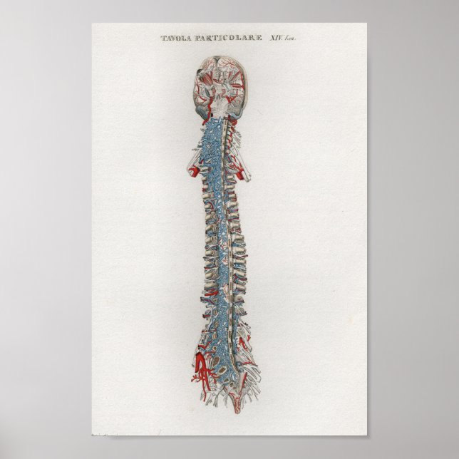 1833 Vintage Brain Spine Anatomy Poster (Front)
