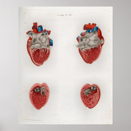 1833 Vintage Heart Internal Anatomy Poster