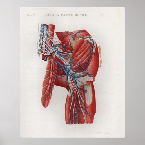 1833 Vintage Hip Muscles Anatomy Poster