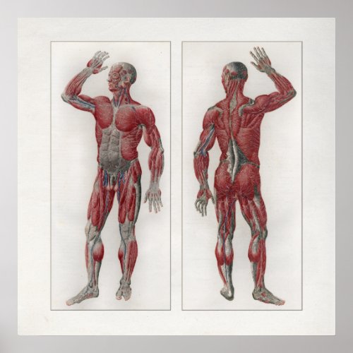 1833 Vintage Muscles Nerves Anatomy Poster