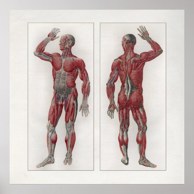 1833 Vintage Muscles Nerves Anatomy Poster (Front)