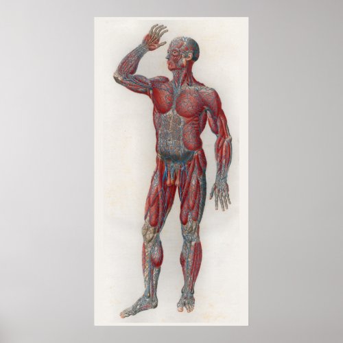 1833 Vintage Muscles Veins Anatomy Poster