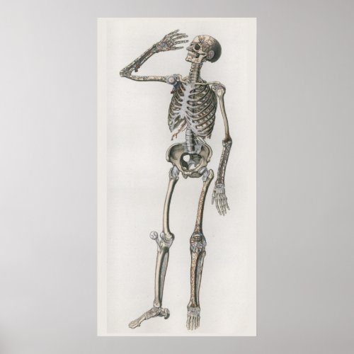 1833 Vintage Skeletal Bones Anatomy Poster