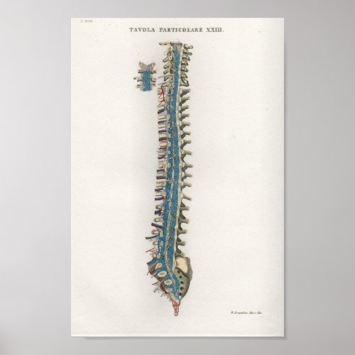 1833 Vintage Spinal Column Anatomy Poster