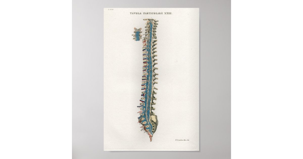1833 Vintage Spinal Column Anatomy Poster | Zazzle
