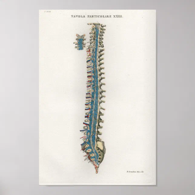 1833 Vintage Spinal Column Anatomy Poster | Zazzle