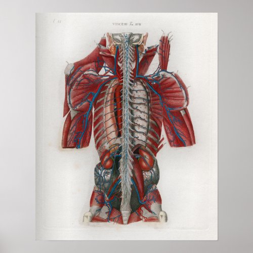 1833 Vintage Spinal Nerves Anatomy Poster