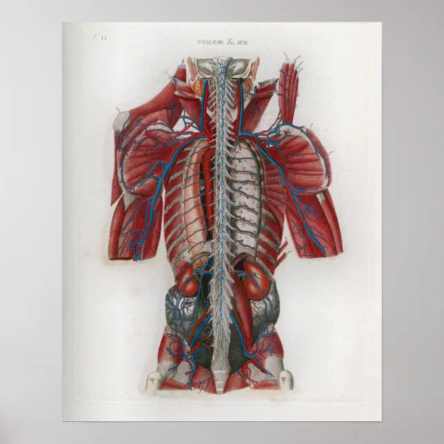 1833 Vintage Spinal Nerves Anatomy Poster | Zazzle