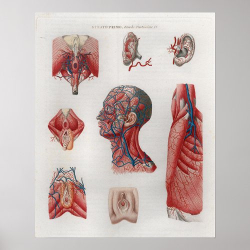 1833 Vintage Veins Head Face Anatomy Poster