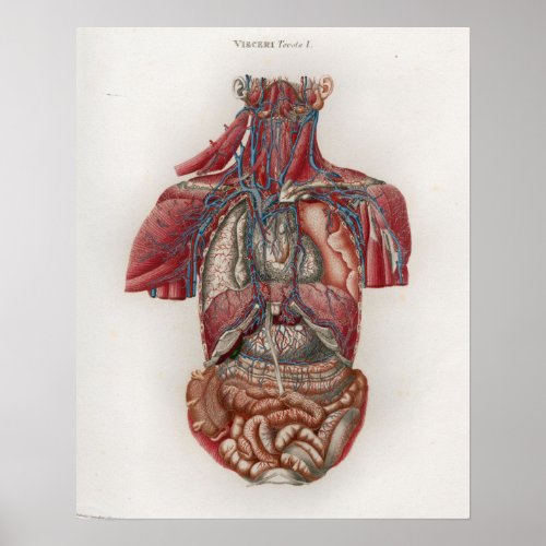 1833 Vintage Viscera Organs Anatomy Poster