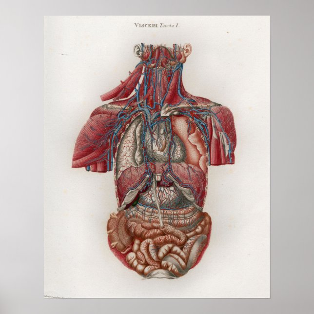 1833 Vintage Viscera Organs Anatomy Poster (Front)