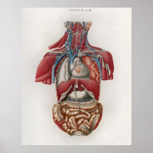 1833 Vintage Viscera Organs Anatomy Poster