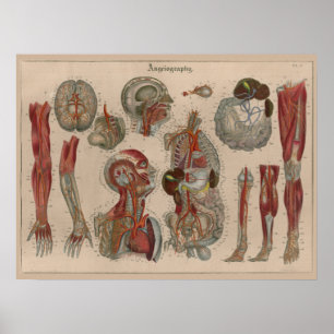 1837 Vintage Arteries Blood Anatomy Art Poster