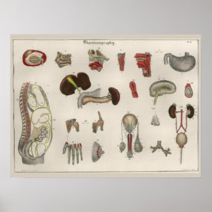 1837 Vintage Internal Organs Anatomy Art Poster