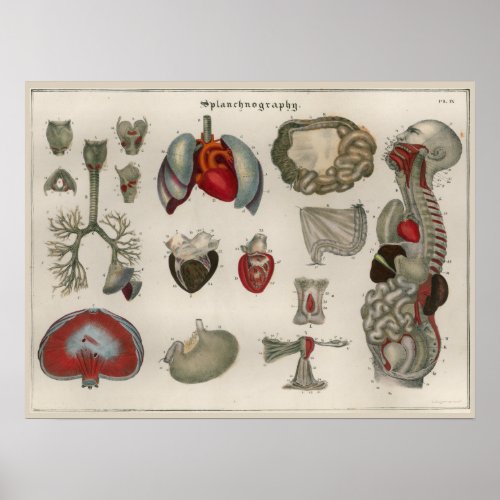 1837 Vintage Internal Organs Anatomy Art Poster