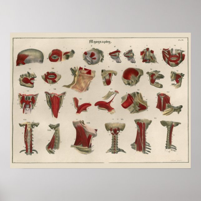 1837 Vintage Muscle Anatomy Art Poster (Front)