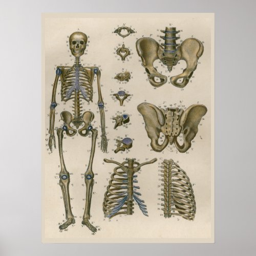 1837 Vintage Skeleton Pelvis Anatomy Art Poster