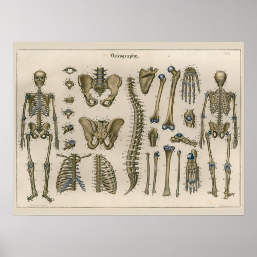 1837 Vintage Skeleton Spine Anatomy Art Poster