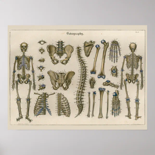 1837 Vintage Skeleton Spine Anatomy Art Poster | Zazzle