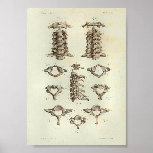 1844 Vintage Anatomy Print Cervical Spine | Zazzle