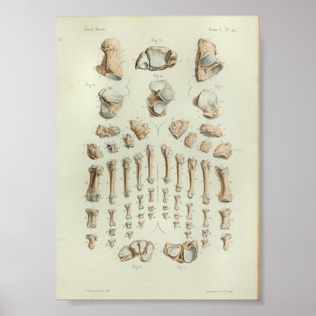 1844 Vintage Anatomy Print Foot Bones (Front)