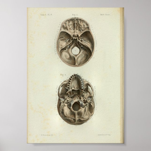 1844 Vintage Anatomy Print Human Skull (Front)