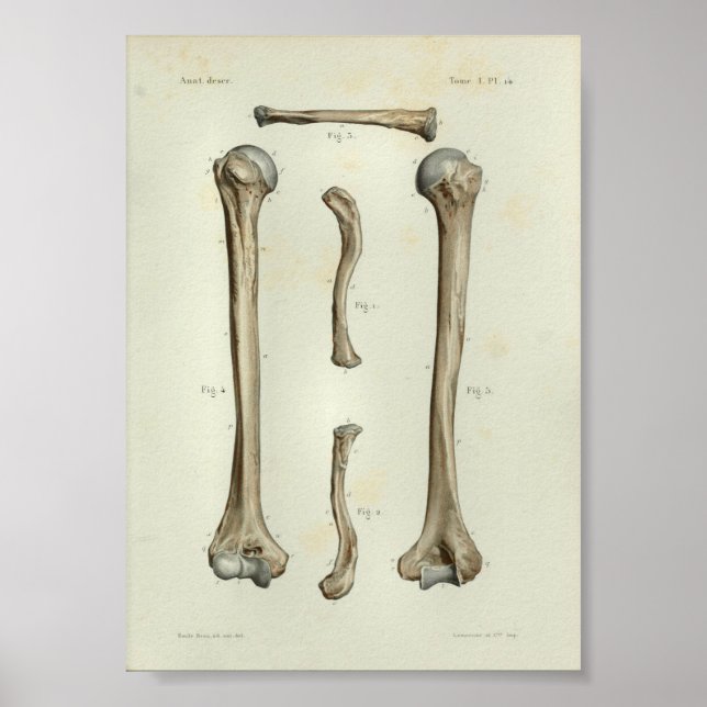 1844 Vintage Anatomy Print Humerus Clavicle (Front)