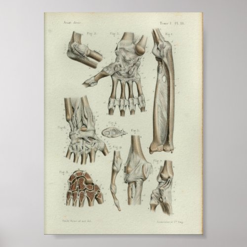 1844 Vintage Anatomy Print Joint Articulations