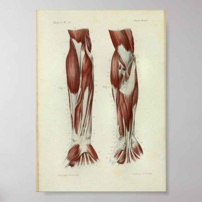 1844 Vintage Anatomy Print Muscles Arm (Front)