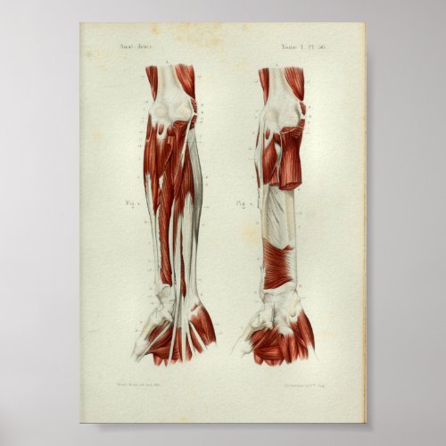 1844 Vintage Anatomy Print Muscles Arm