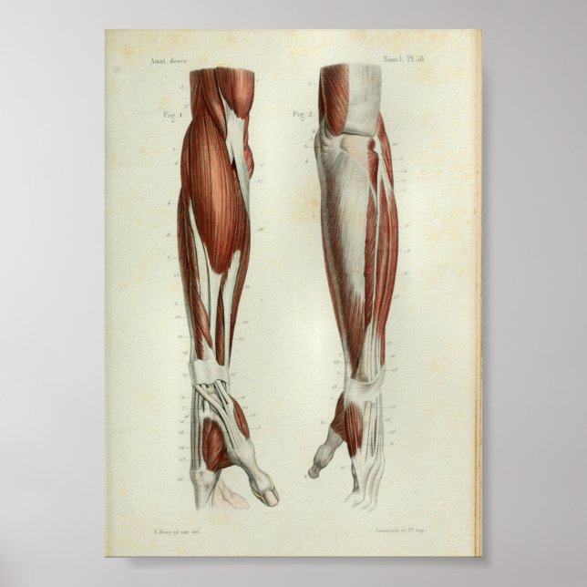 1844 Vintage Anatomy Print Muscles Arm (Front)