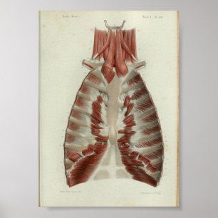 1844 Vintage Anatomy Print Muscles Chest